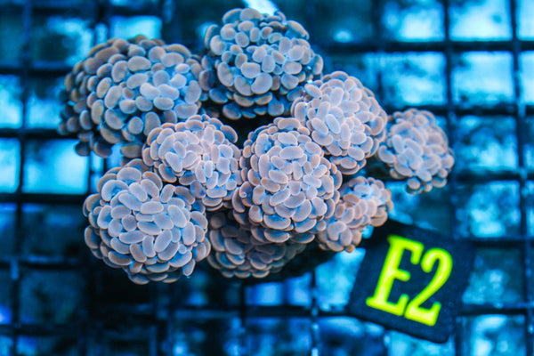wholesale_coral - saltwater_fish saltwater_coral - rare corals - coralsdepot - Corals_Depot - live_corals - eye-catching-coral quality_marine_fish -quality-marine discoun