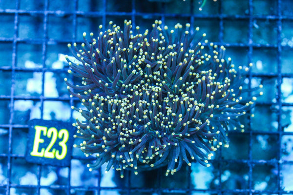 wholesale_coral - saltwater_fish saltwater_coral - rare corals - coralsdepot - Corals_Depot - live_corals - eye-catching-coral quality_marine_fish -quality-marine discoun