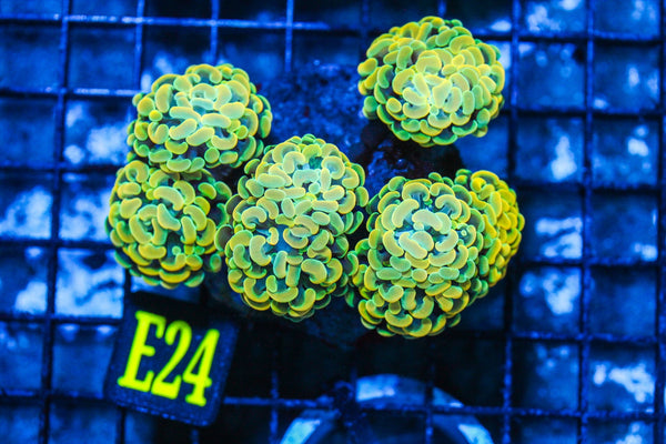 wholesale_coral - saltwater_fish saltwater_coral - rare corals - coralsdepot - Corals_Depot - live_corals - eye-catching-coral quality_marine_fish -quality-marine discoun
