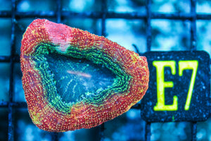 wholesale_coral - saltwater_fish saltwater_coral - rare corals - coralsdepot - Corals_Depot - live_corals - eye-catching-coral quality_marine_fish -quality-marine discoun