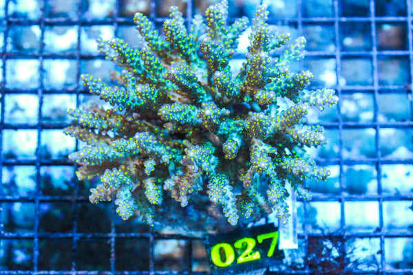 wholesale_coral - saltwater_fish saltwater_coral - rare corals - coralsdepot - Corals_Depot - live_corals - eye-catching-coral quality_marine_fish -quality-marine discoun