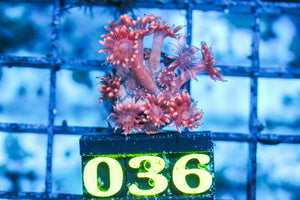 wholesale_coral - saltwater_fish saltwater_coral - rare corals - coralsdepot - Corals_Depot - live_corals - eye-catching-coral quality_marine_fish -quality-marine discoun