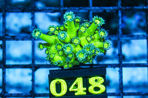 wholesale_coral - saltwater_fish saltwater_coral - rare corals - coralsdepot - Corals_Depot - live_corals - eye-catching-coral quality_marine_fish -quality-marine discoun
