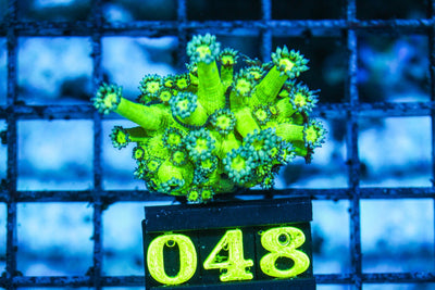 wholesale_coral - saltwater_fish saltwater_coral - rare corals - coralsdepot - Corals_Depot - live_corals - eye-catching-coral quality_marine_fish -quality-marine discoun