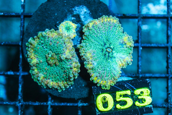 wholesale_coral - saltwater_fish saltwater_coral - rare corals - coralsdepot - Corals_Depot - live_corals - eye-catching-coral quality_marine_fish -quality-marine discoun