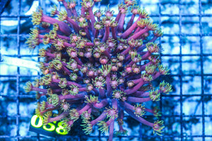 wholesale_coral - saltwater_fish saltwater_coral - rare corals - coralsdepot - Corals_Depot - live_corals - eye-catching-coral quality_marine_fish -quality-marine discoun