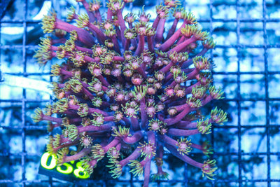 wholesale_coral - saltwater_fish saltwater_coral - rare corals - coralsdepot - Corals_Depot - live_corals - eye-catching-coral quality_marine_fish -quality-marine discoun