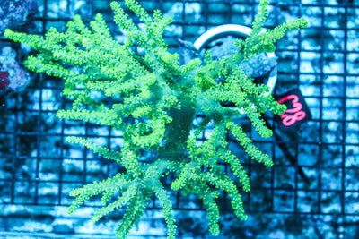 wholesale_coral - saltwater_fish saltwater_coral - rare corals - coralsdepot - Corals_Depot - live_corals - eye-catching-coral quality_marine_fish -quality-marine discoun