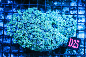wholesale_coral - saltwater_fish saltwater_coral - rare corals - coralsdepot - Corals_Depot - live_corals - eye-catching-coral quality_marine_fish -quality-marine discoun