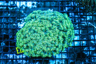 wholesale_coral - saltwater_fish saltwater_coral - rare corals - coralsdepot - Corals_Depot - live_corals - eye-catching-coral quality_marine_fish -quality-marine discoun