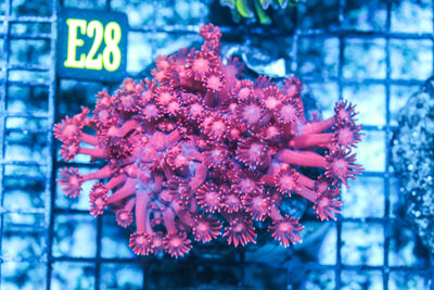 wholesale_coral - saltwater_fish saltwater_coral - rare corals - coralsdepot - Corals_Depot - live_corals - eye-catching-coral quality_marine_fish -quality-marine discoun