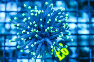wholesale_coral - saltwater_fish saltwater_coral - rare corals - coralsdepot - Corals_Depot - live_corals - eye-catching-coral quality_marine_fish -quality-marine discoun
