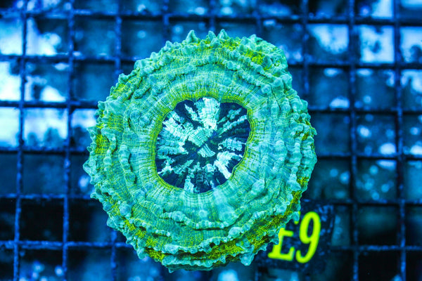 wholesale_coral - saltwater_fish saltwater_coral - rare corals - coralsdepot - Corals_Depot - live_corals - eye-catching-coral quality_marine_fish -quality-marine discoun