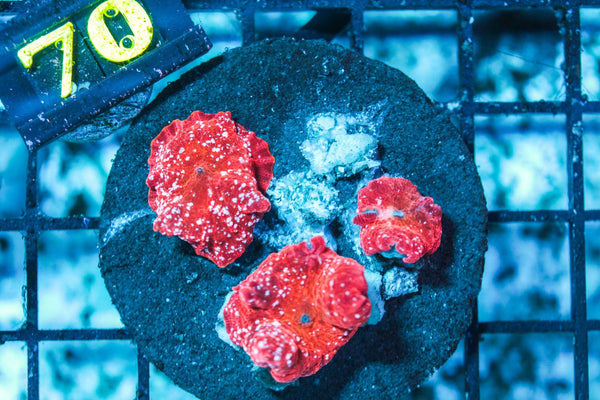 wholesale_coral - saltwater_fish saltwater_coral - rare corals - coralsdepot - Corals_Depot - live_corals - eye-catching-coral quality_marine_fish -quality-marine discoun