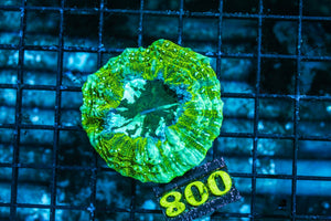 wholesale_coral - saltwater_fish saltwater_coral - rare corals - coralsdepot - Corals_Depot - live_corals - eye-catching-coral quality_marine_fish -quality-marine discoun