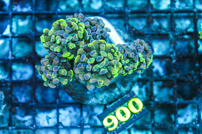 wholesale_coral - saltwater_fish saltwater_coral - rare corals - coralsdepot - Corals_Depot - live_corals - eye-catching-coral quality_marine_fish -quality-marine discoun