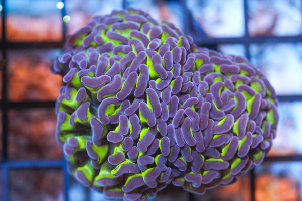 wholesale_coral - saltwater_fish saltwater_coral - rare corals - coralsdepot - Corals_Depot - live_corals - eye - catching - coral quality_marine_fish - quality - marine discoun