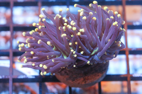 wholesale_coral - saltwater_fish saltwater_coral - rare corals - coralsdepot - Corals_Depot - live_corals - eye - catching - coral quality_marine_fish - quality - marine discoun