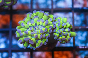 wholesale_coral - saltwater_fish saltwater_coral - rare corals - coralsdepot - Corals_Depot - live_corals - eye - catching - coral quality_marine_fish - quality - marine discoun