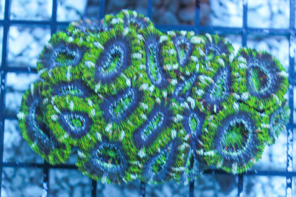 wholesale_coral - saltwater_fish saltwater_coral - rare corals - coralsdepot - Corals_Depot - live_corals - eye - catching - coral quality_marine_fish - quality - marine discoun
