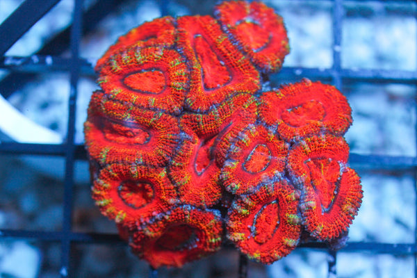 wholesale_coral - saltwater_fish saltwater_coral - rare corals - coralsdepot - Corals_Depot - live_corals - eye - catching - coral quality_marine_fish - quality - marine discoun