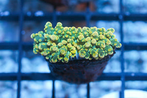 wholesale_coral - saltwater_fish saltwater_coral - rare corals - coralsdepot - Corals_Depot - live_corals - eye - catching - coral quality_marine_fish - quality - marine discoun