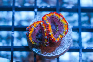 wholesale_coral - saltwater_fish saltwater_coral - rare corals - coralsdepot - Corals_Depot - live_corals - eye - catching - coral quality_marine_fish - quality - marine discoun