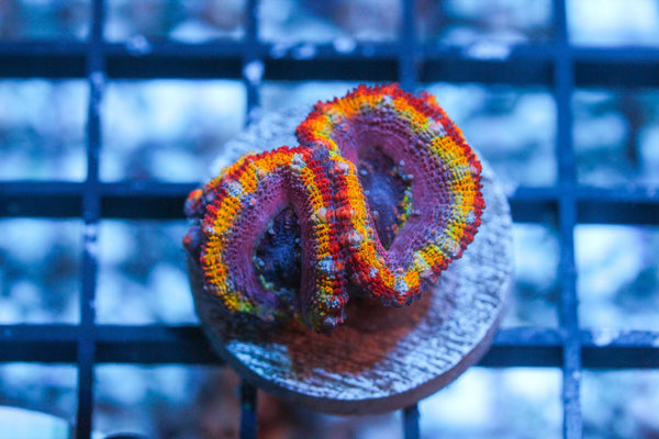 wholesale_coral - saltwater_fish saltwater_coral - rare corals - coralsdepot - Corals_Depot - live_corals - eye - catching - coral quality_marine_fish - quality - marine discoun