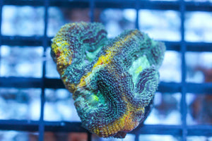 wholesale_coral - saltwater_fish saltwater_coral - rare corals - coralsdepot - Corals_Depot - live_corals - eye - catching - coral quality_marine_fish - quality - marine discoun