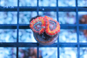 wholesale_coral - saltwater_fish saltwater_coral - rare corals - coralsdepot - Corals_Depot - live_corals - eye - catching - coral quality_marine_fish - quality - marine discoun