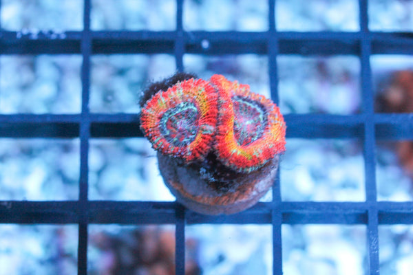 wholesale_coral - saltwater_fish saltwater_coral - rare corals - coralsdepot - Corals_Depot - live_corals - eye - catching - coral quality_marine_fish - quality - marine discoun