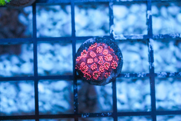 wholesale_coral - saltwater_fish saltwater_coral - rare corals - coralsdepot - Corals_Depot - live_corals - eye - catching - coral quality_marine_fish - quality - marine discoun
