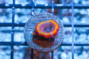 wholesale_coral - saltwater_fish saltwater_coral - rare corals - coralsdepot - Corals_Depot - live_corals - eye - catching - coral quality_marine_fish - quality - marine discoun