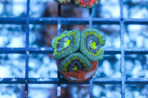 wholesale_coral - saltwater_fish saltwater_coral - rare corals - coralsdepot - Corals_Depot - live_corals - eye - catching - coral quality_marine_fish - quality - marine discoun