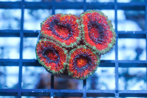 wholesale_coral - saltwater_fish saltwater_coral - rare corals - coralsdepot - Corals_Depot - live_corals - eye - catching - coral quality_marine_fish - quality - marine discoun
