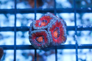 wholesale_coral - saltwater_fish saltwater_coral - rare corals - coralsdepot - Corals_Depot - live_corals - eye - catching - coral quality_marine_fish - quality - marine discoun