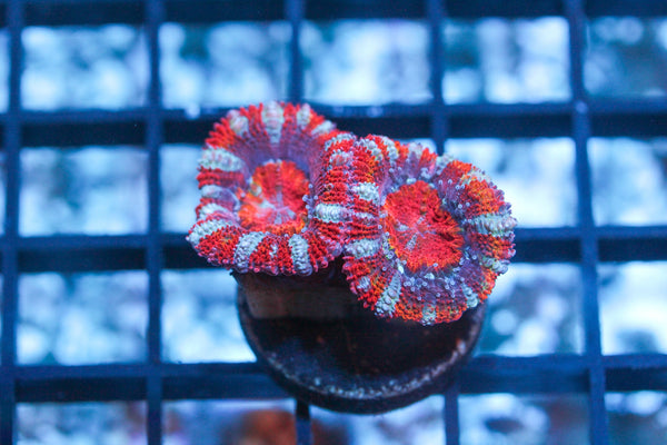 wholesale_coral - saltwater_fish saltwater_coral - rare corals - coralsdepot - Corals_Depot - live_corals - eye - catching - coral quality_marine_fish - quality - marine discoun