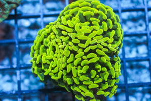 wholesale_coral - saltwater_fish saltwater_coral - rare corals - coralsdepot - Corals_Depot - live_corals - eye - catching - coral quality_marine_fish - quality - marine discoun