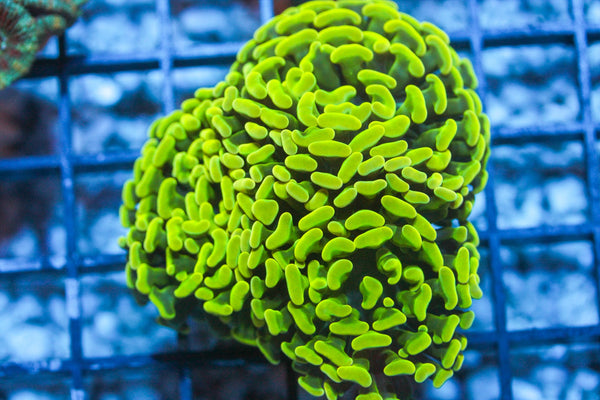 wholesale_coral - saltwater_fish saltwater_coral - rare corals - coralsdepot - Corals_Depot - live_corals - eye - catching - coral quality_marine_fish - quality - marine discoun