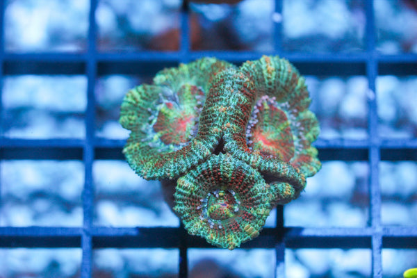 wholesale_coral - saltwater_fish saltwater_coral - rare corals - coralsdepot - Corals_Depot - live_corals - eye - catching - coral quality_marine_fish - quality - marine discoun