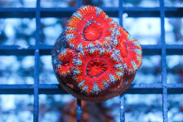 wholesale_coral - saltwater_fish saltwater_coral - rare corals - coralsdepot - Corals_Depot - live_corals - eye - catching - coral quality_marine_fish - quality - marine discoun