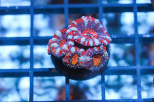 wholesale_coral - saltwater_fish saltwater_coral - rare corals - coralsdepot - Corals_Depot - live_corals - eye - catching - coral quality_marine_fish - quality - marine discoun