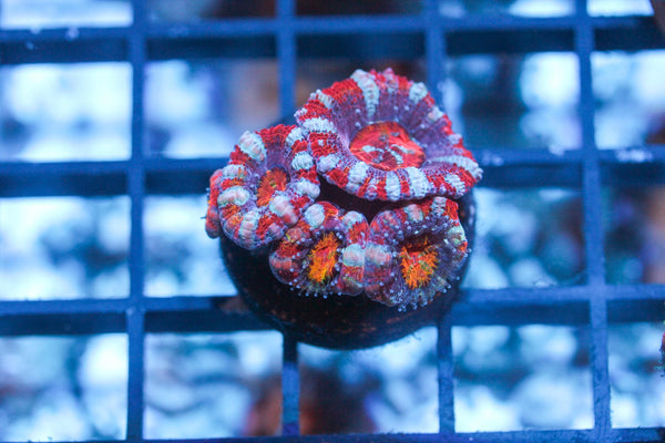 wholesale_coral - saltwater_fish saltwater_coral - rare corals - coralsdepot - Corals_Depot - live_corals - eye - catching - coral quality_marine_fish - quality - marine discoun