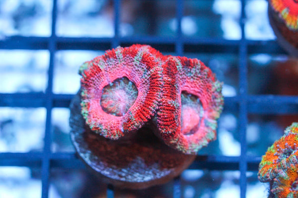 wholesale_coral - saltwater_fish saltwater_coral - rare corals - coralsdepot - Corals_Depot - live_corals - eye - catching - coral quality_marine_fish - quality - marine discoun