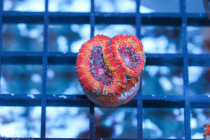 wholesale_coral - saltwater_fish saltwater_coral - rare corals - coralsdepot - Corals_Depot - live_corals - eye - catching - coral quality_marine_fish - quality - marine discoun
