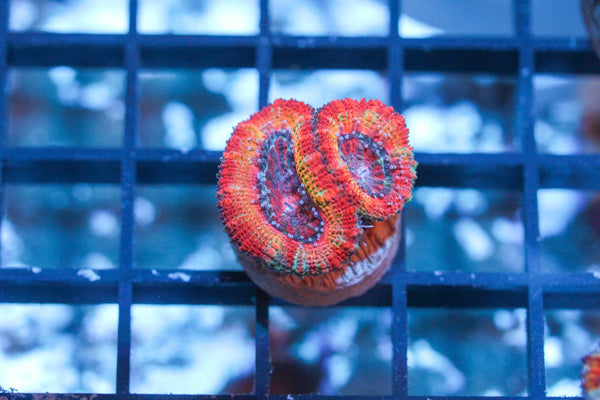 wholesale_coral - saltwater_fish saltwater_coral - rare corals - coralsdepot - Corals_Depot - live_corals - eye - catching - coral quality_marine_fish - quality - marine discoun
