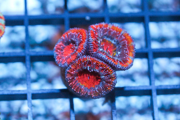 wholesale_coral - saltwater_fish saltwater_coral - rare corals - coralsdepot - Corals_Depot - live_corals - eye - catching - coral quality_marine_fish - quality - marine discoun