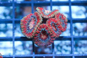 wholesale_coral - saltwater_fish saltwater_coral - rare corals - coralsdepot - Corals_Depot - live_corals - eye - catching - coral quality_marine_fish - quality - marine discoun