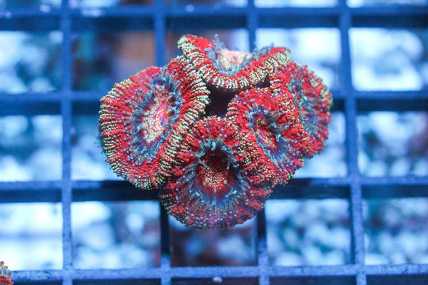 wholesale_coral - saltwater_fish saltwater_coral - rare corals - coralsdepot - Corals_Depot - live_corals - eye - catching - coral quality_marine_fish - quality - marine discoun