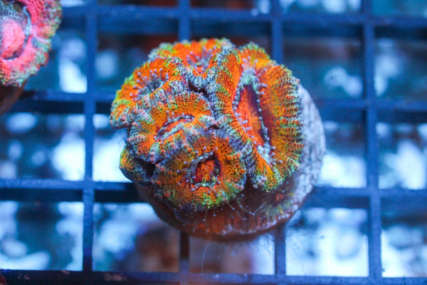 wholesale_coral - saltwater_fish saltwater_coral - rare corals - coralsdepot - Corals_Depot - live_corals - eye - catching - coral quality_marine_fish - quality - marine discoun